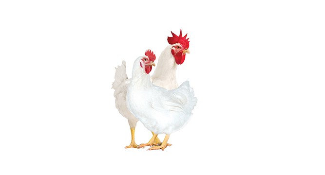 Hubbard ���Ḹĸ���ּ�