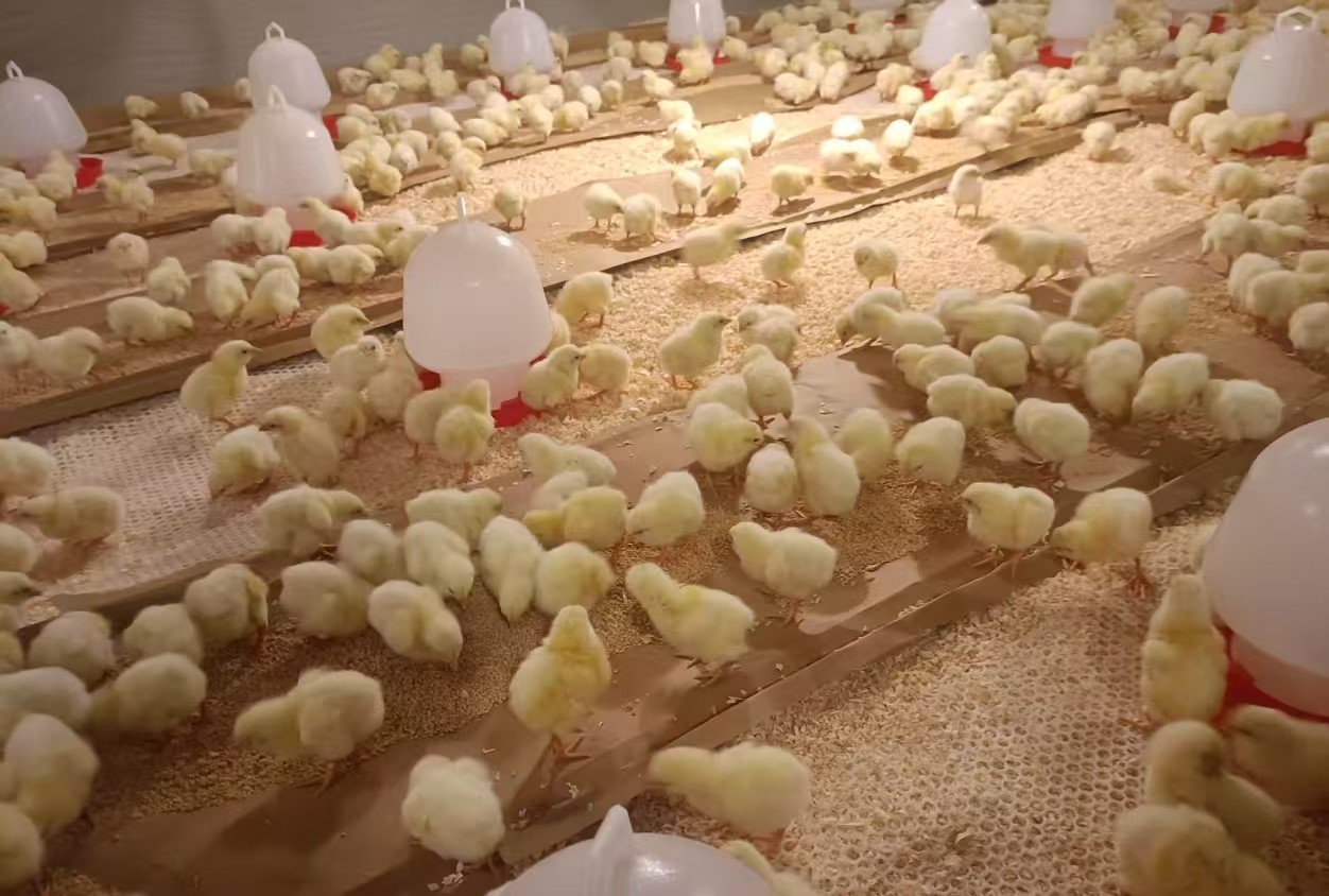 �����š����������������1277�Ǽʵ�����Ϸ�ɷ�����1.4����������ּ�